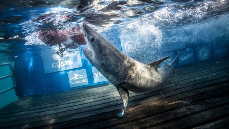 Simon y Jeckyll son amigos, han viajado 6000 kilómetros juntos, son tiburones y esto es algo inaudito