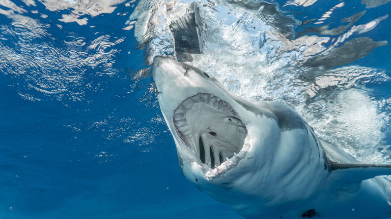 Mitos y realidades sobre los tiburones, ¿por qué no hay que tenerles miedo?