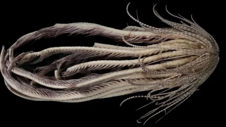 Un grupo de expertos halla en la Antártida una criatura de 20 brazos parecida a un “abrazacaras” de Alien
