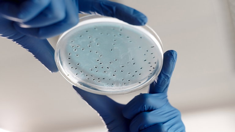 El cambio climático podría mitigarse gracias a estas bacterias que se alimentan de gas metano contaminante