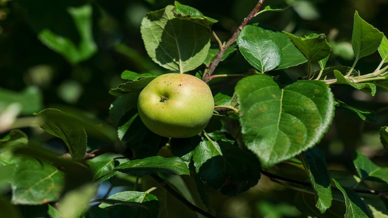 La fruta más pesada del mundo supera los 1000 kilos, aunque tiene truco