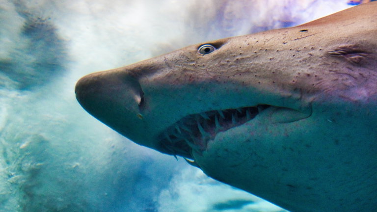 Acaban de descubrir una nueva especie de tiburón en Australia y lo más impactante es que muerden como nosotros