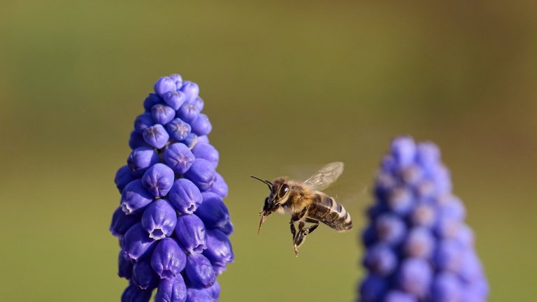 Un equipo de paleontólogos encuentran fósiles que podrían cambiar radicalmente lo que se conoce de las abejas