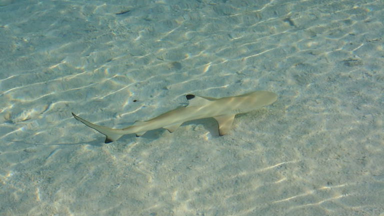 Tipos de tiburones: cuántos hay y cuáles se encuentran en España