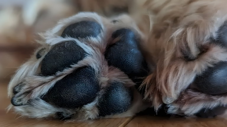 Estos son los consejos de Google para sacar las mejores fotos a tu mascota, con un Pixel en mano