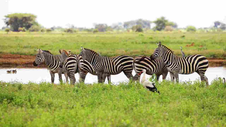 Muchos científicos creen que la Tierra está sufriendo su sexta Gran Extinción, y los números no mienten