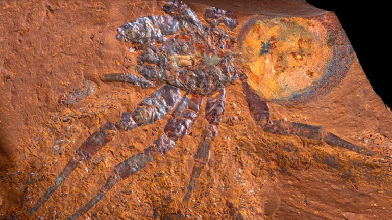 Hallan una araña cinco veces más grande que todas las conocidas hasta ahora. Lo bueno es que está extinta