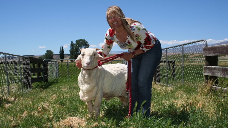 La historia de la oveja rebelde llamada Shrek que sorprendió al mundo por toda la lana que produjo en 6 años