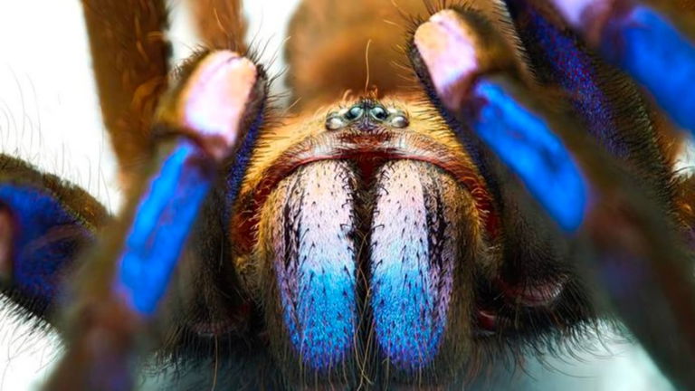 Los zoólogos descubren una de las tarántulas más raras que viven en el mundo: es de color azul eléctrico