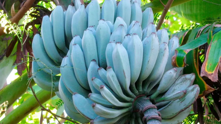 Es azul y sabe a vainilla: los secretos de esta nueva especie de plátano que ya se cultiva en Canarias