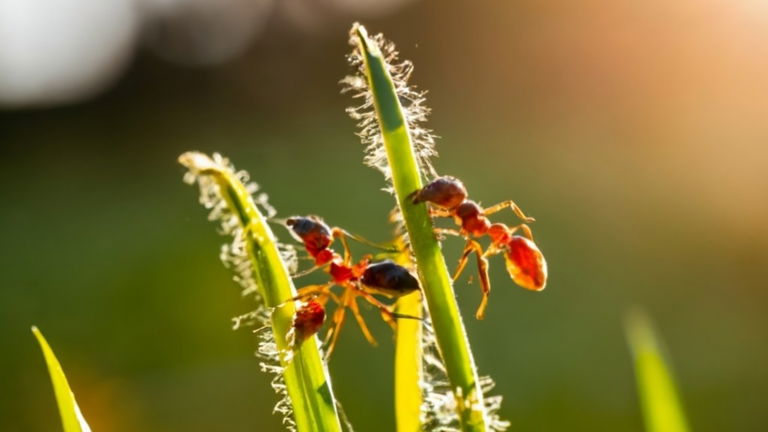 Descubren un parásito que transforma hormigas en zombis al anochecer y al atardecer