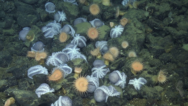 Es un lugar misterioso en el fondo del mar, atrae a miles de pulpos cada año y te contamos el por qué