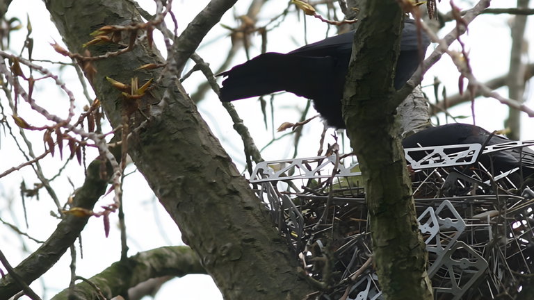 Las aves dan jaque mate a los humanos: utilizan las púas antipájaros para construir nidos más resistentes