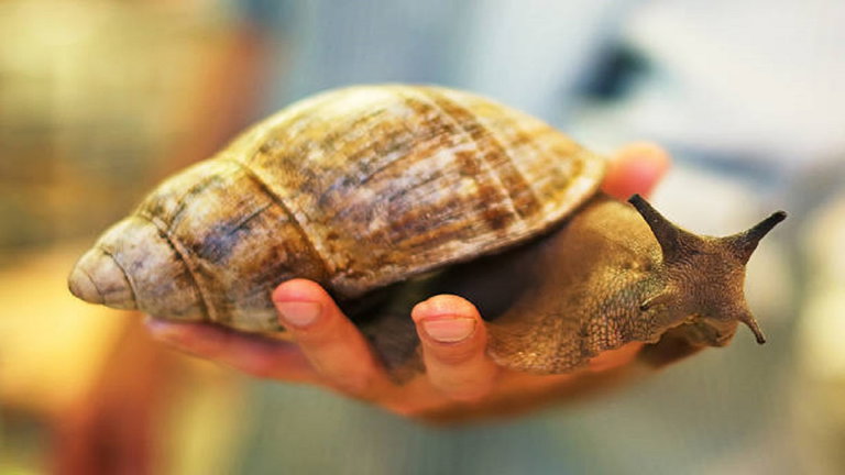 Parece un inofensivo caracol de 20 centímetros, pero es una especie peligrosa que puede llegar a matarnos