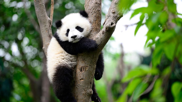 Algunos pandas de zoológico se muestran menos activos en invierno, y es por una razón muy humana