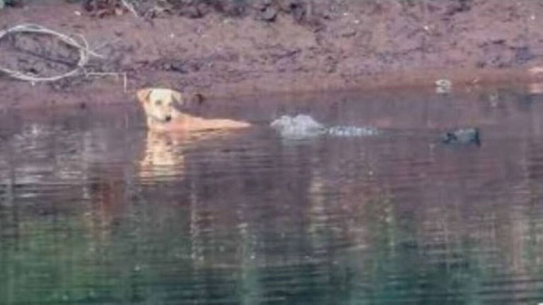 En vez de comérselo, unos cocodrilos rescatan a un perro que iba a ahogarse: los científicos no dan crédito