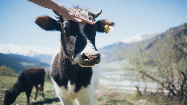 Las vacas de Puerto Rico podrían tener la clave para que no nos quedemos sin leche debido al cambio climático
