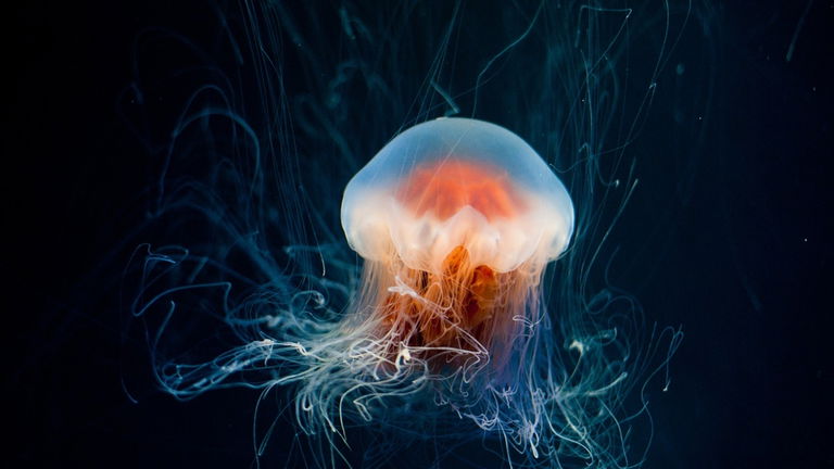 Qué medusas hay en España y cuáles de ellas pican