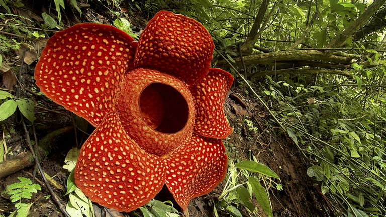 La flor más grande del mundo está en grave peligro