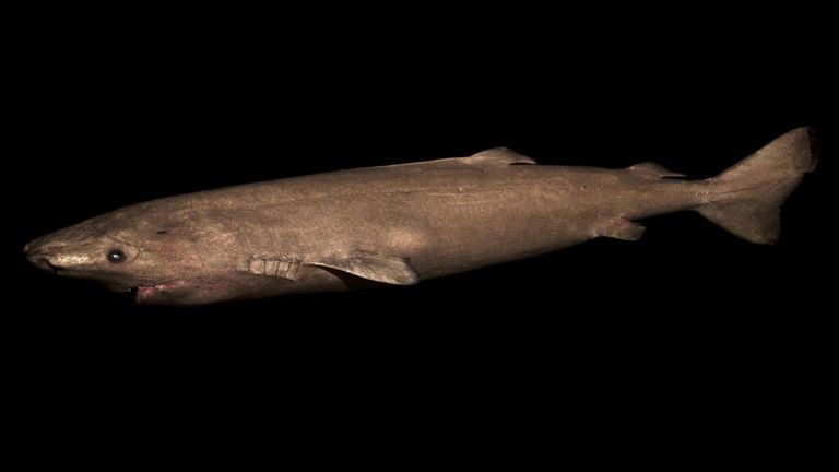 El vertebrado más longevo de la Tierra no es una tortuga, sino este tiburón que vive en el agua helada