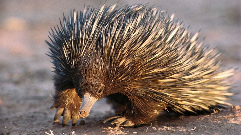 Pone huevos, pero no es un ave ¿Qué es? El mamífero más raro que vive en el planeta Tierra