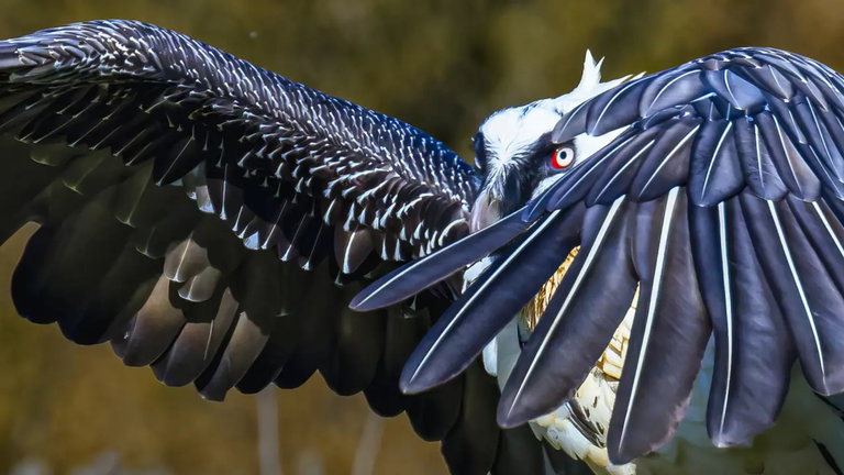 Tiene una extraña dieta, es grande y quedan muy pocos: este ave es una maravilla de la naturaleza en España