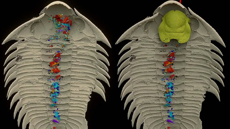 Los paleontólogos descubren lo que comía este animal similar a un cangrejo que vivió hace 450 millones de años