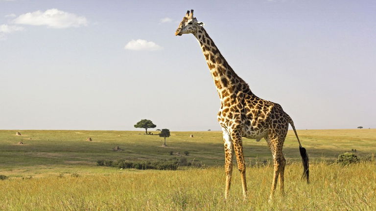 Las jirafas entran a la lista de animales en peligro de extinción tras reducirse su población