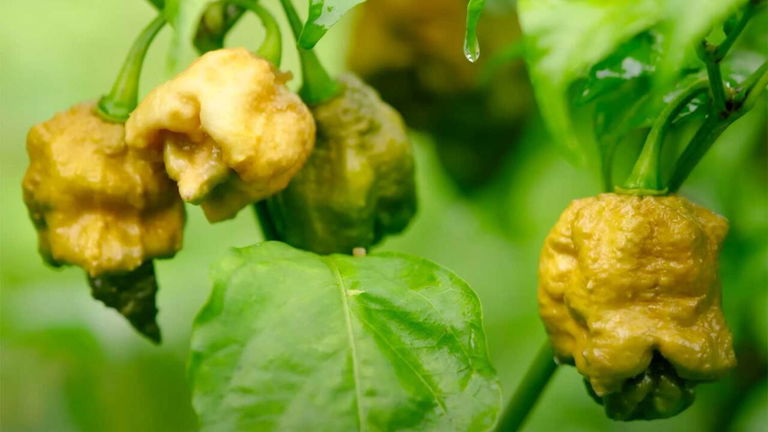 El chile más picante del mundo es peor que un spray para ahuyentar osos: calor, calambres y mucho dolor
