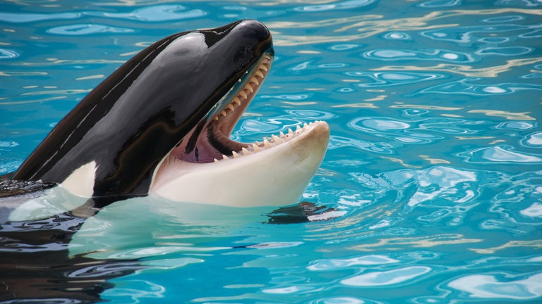 El caso de una orca que se comió siete nutrias y murió atragantada que tiene confundidos a los expertos