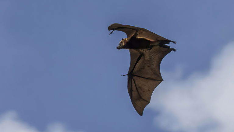La lista de animales en peligro de extinción se reduce en 21 especies, pero para mal