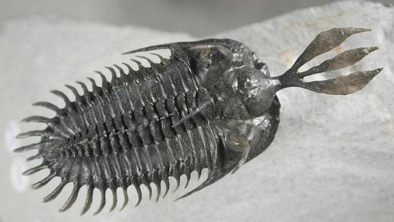 Luchaban como los gladiadores para encontrar pareja: este animal prehistórico tenía un tridente en la cabeza