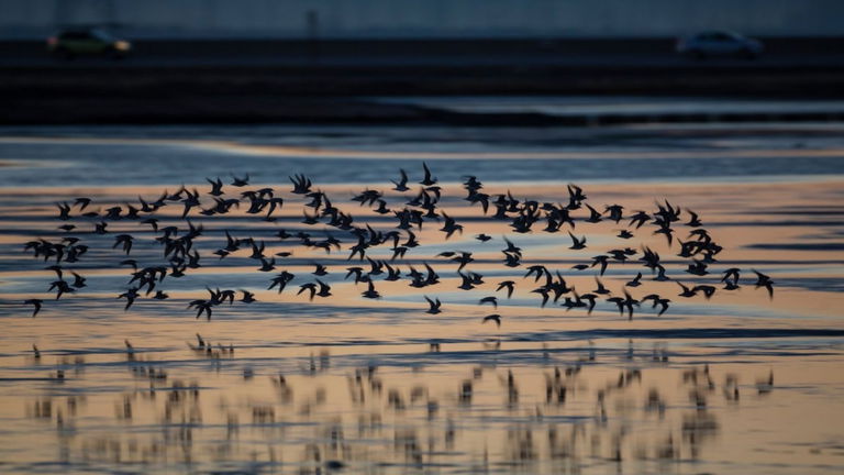 Algunos pájaros podrían dar la vuelta al mundo sin problemas: los científicos dan buenas razones para creerlo