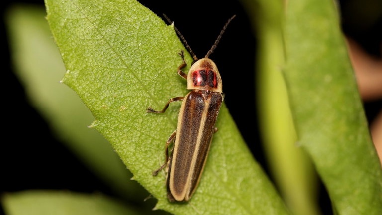 La luciérnaga que viajó desde Río de la Plata hasta Girona podría poner en peligro los cultivos europeos