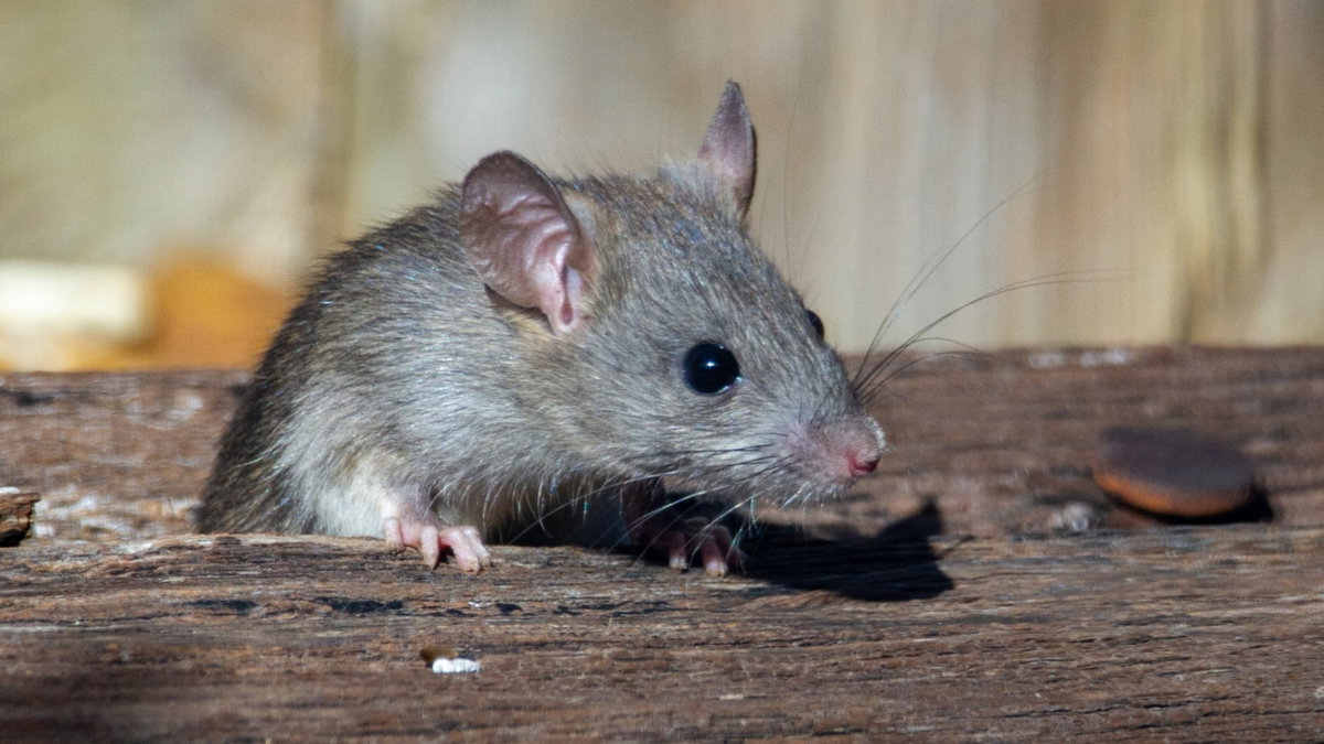 Estudian el cerebro de una rata y encuentran algo inesperado: piensan ...