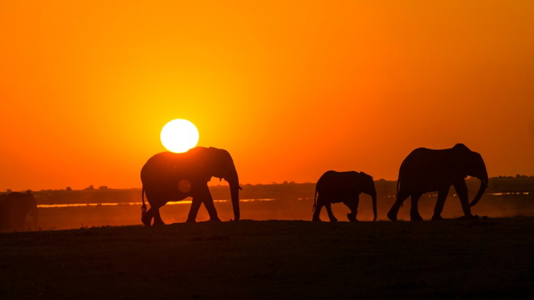 La misteriosa y repentina muerte de 35 elefantes en Zimbabue en el año 2020 acaba de ser resuelta