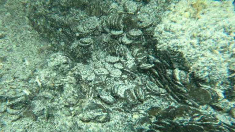 Un destello en el fondo marino resulta ser un antiguo tesoro romano: se han encontrado miles de monedas