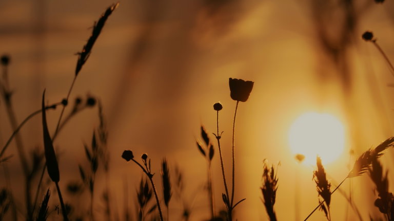 Las plantas duermen igual que los seres humanos y este investigador ha conseguido anestesiarlas con fármacos