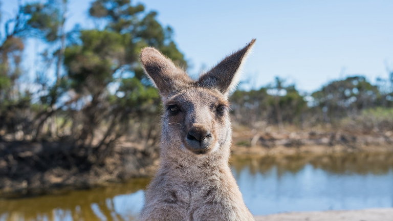Australia no existe, o al menos eso dice el motor de búsqueda de Microsoft tras un error