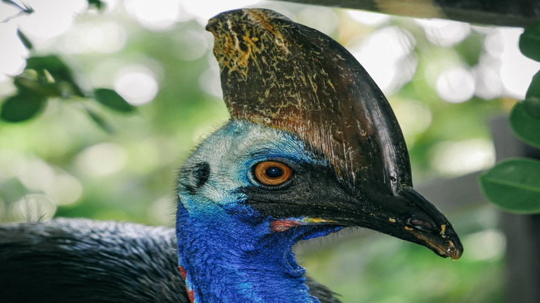 Creían que eran huellas de pájaro fosilizadas y encuentran una especie de dinosaurio desconocida hasta ahora