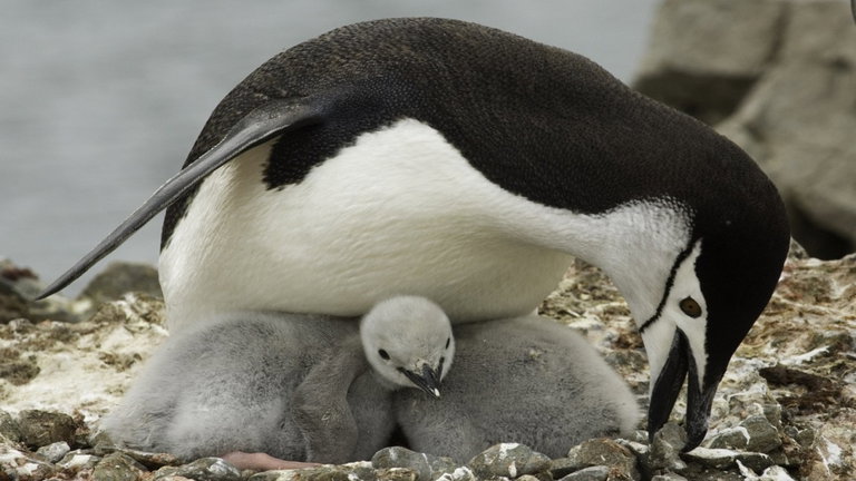 Duermen durante miles de veces al día, pero solo por unos segundos: la extraña capacidad de estos pingüinos