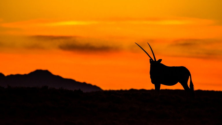 Regresa a la naturaleza después de estar extinto: el órix vuelve a su hábitat gracias a un ambicioso proyecto