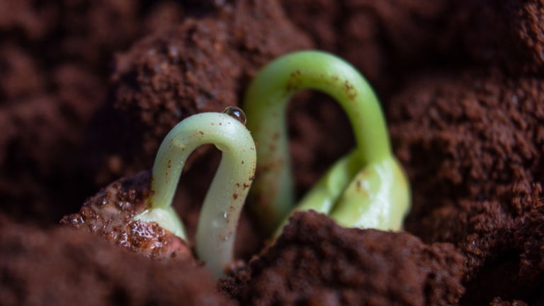 Científicos gasean semillas de plantas y el resultado ha sido alucinante para los investigadores