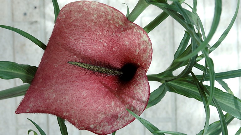 Se parece al trasero de un caballo y huele a muerto: la original táctica de una flor para atraer insectos