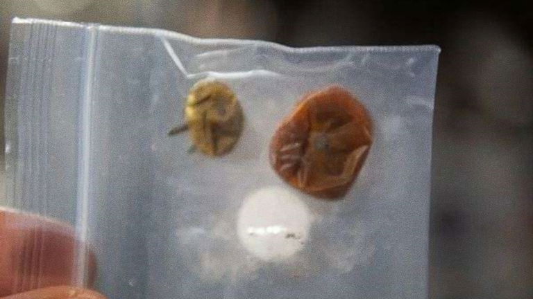 El caso de los tomates espaciales perdidos en la EEI es abordado por la NASA en un curioso vídeo