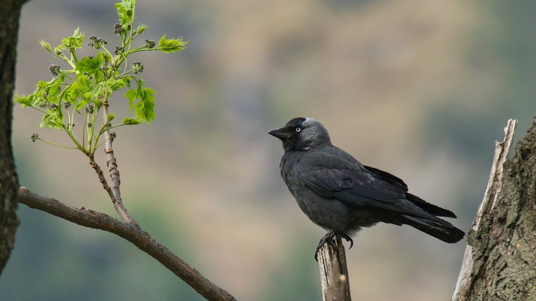 Un estudio revela que estas aves parecen manejar los recuerdos temporales igual que los seres humanos