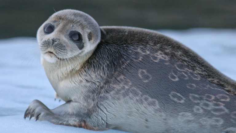 Investigadores descubren una nueva especie de foca en el Ártico, aislada desde hace 100.000 años