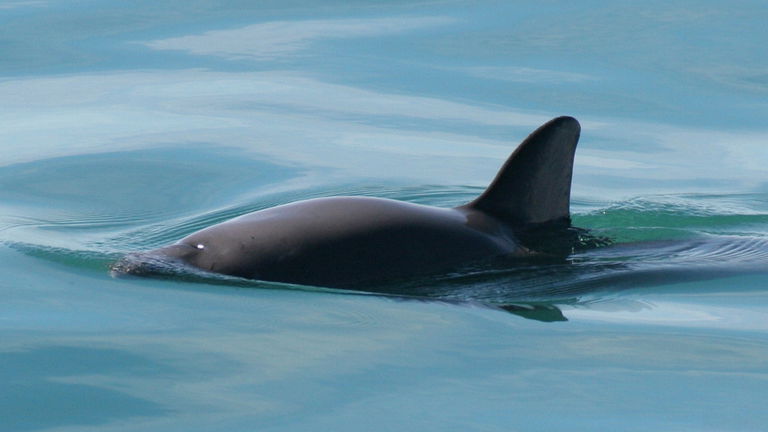 Las ballenas más pequeñas del mundo están a punto de extinguirse: solo quedan 10 en todo el mundo