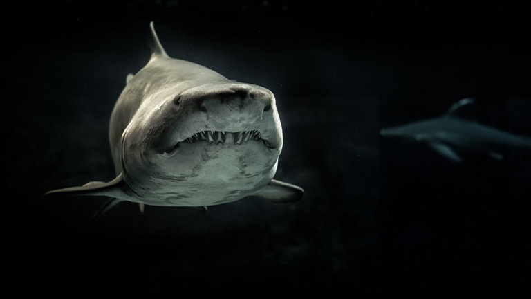Encuentran por primera vez un diente del terrible Megalodón en el fondo del mar en perfectas condiciones