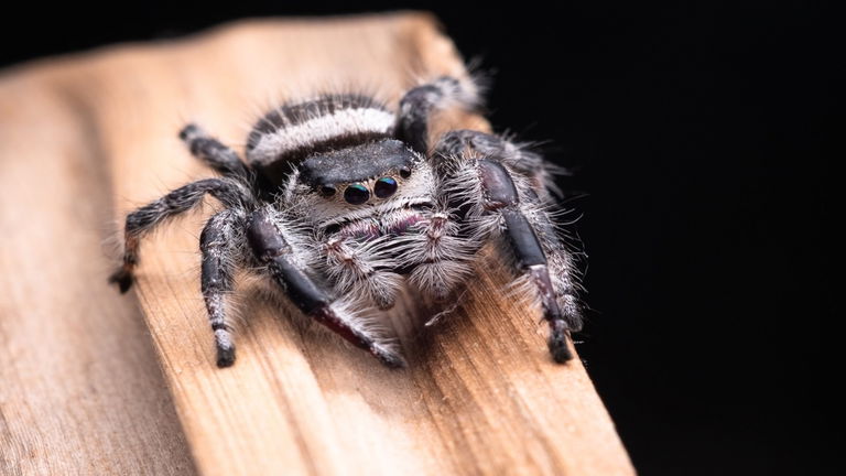 Descubren dos nuevas especies de tarántulas y ya están en peligro de extinción debido al ser humano